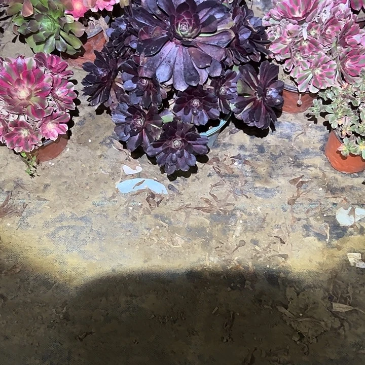 不包侧枝一物一拍88