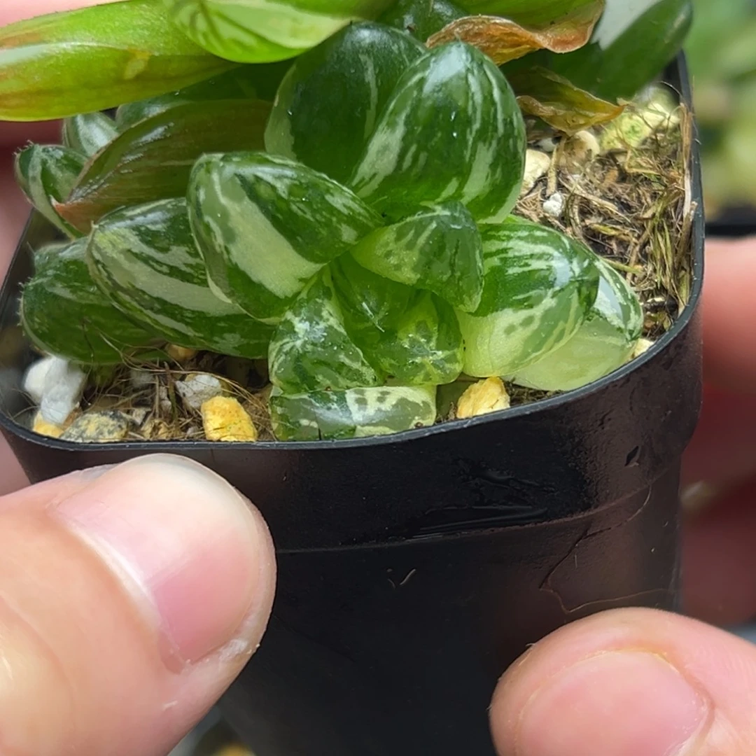 53马琳玉露锦。。。。。。