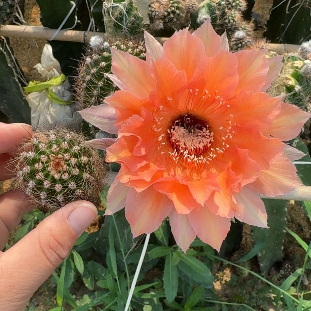 228彩草果粒橙歪无根侧牙4公分左右，20包邮