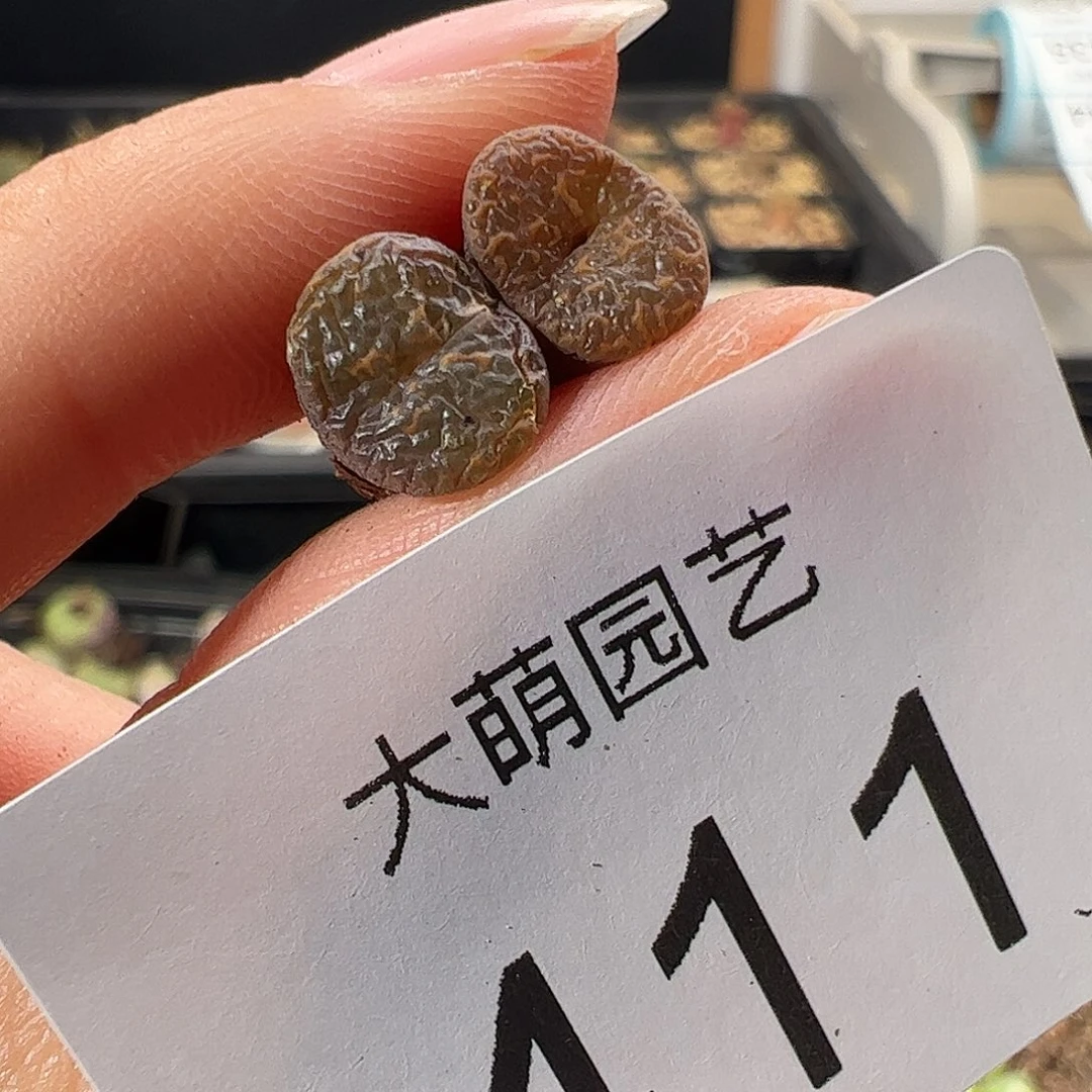 一物一拍      微瑕411