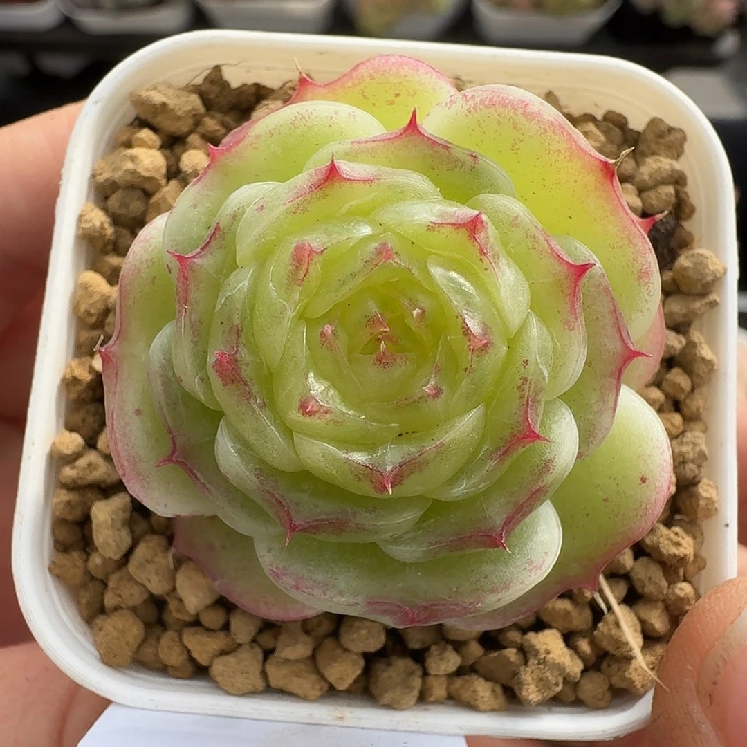 一物一拍一物一拍1213-301