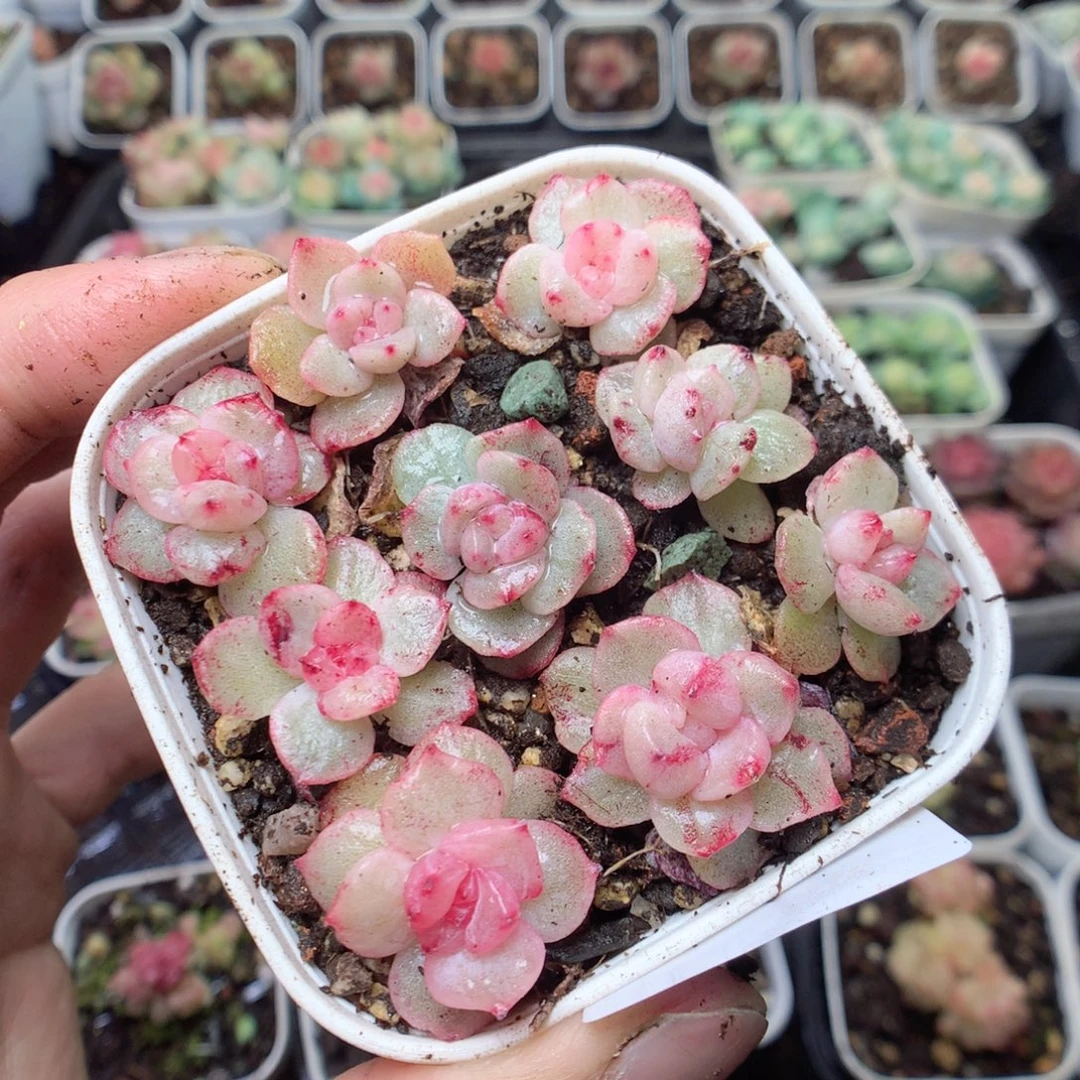 无花朵T114。珍妮锦