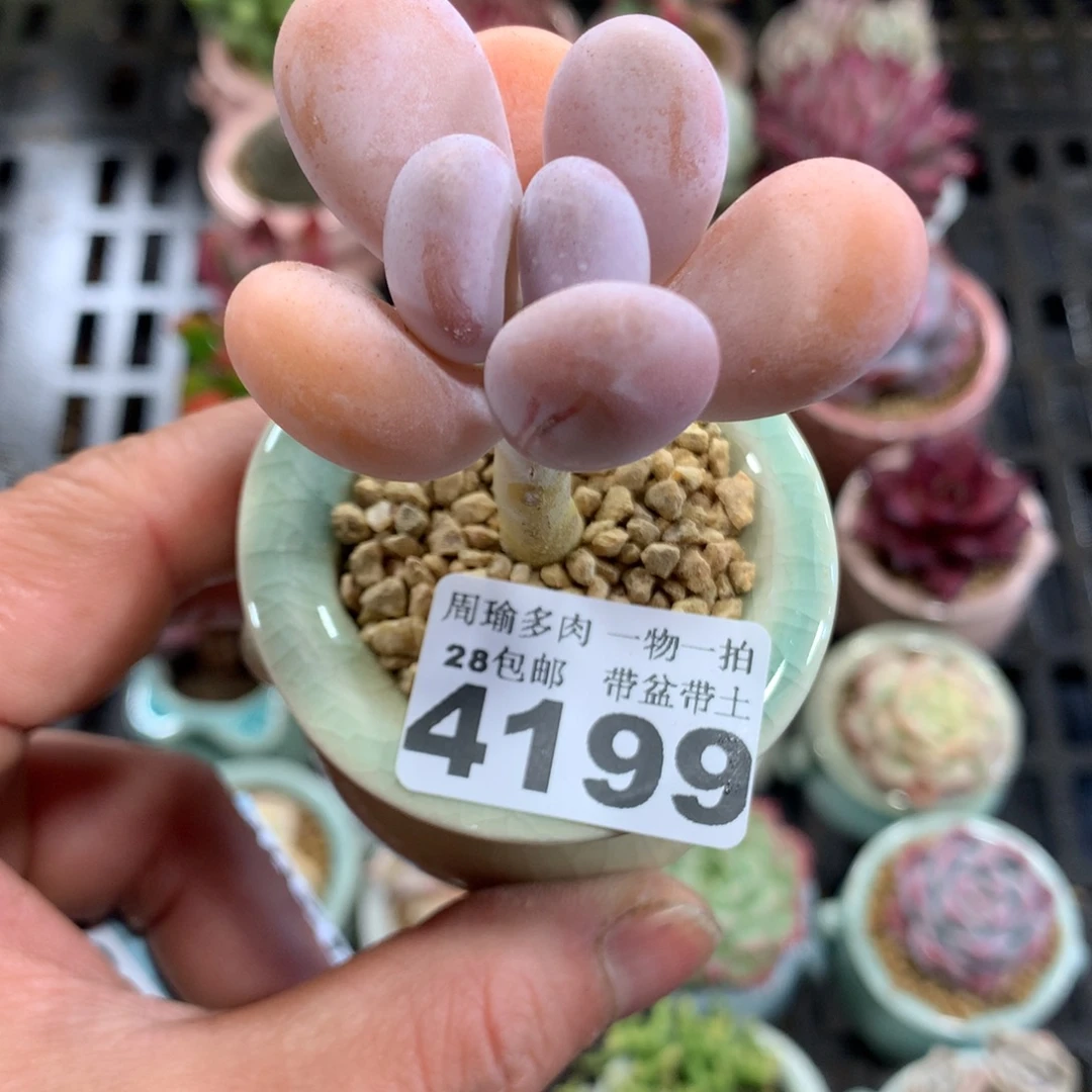 精控多肉植物4199