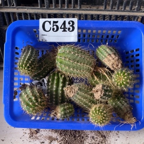 毛花柱种子苗c 543