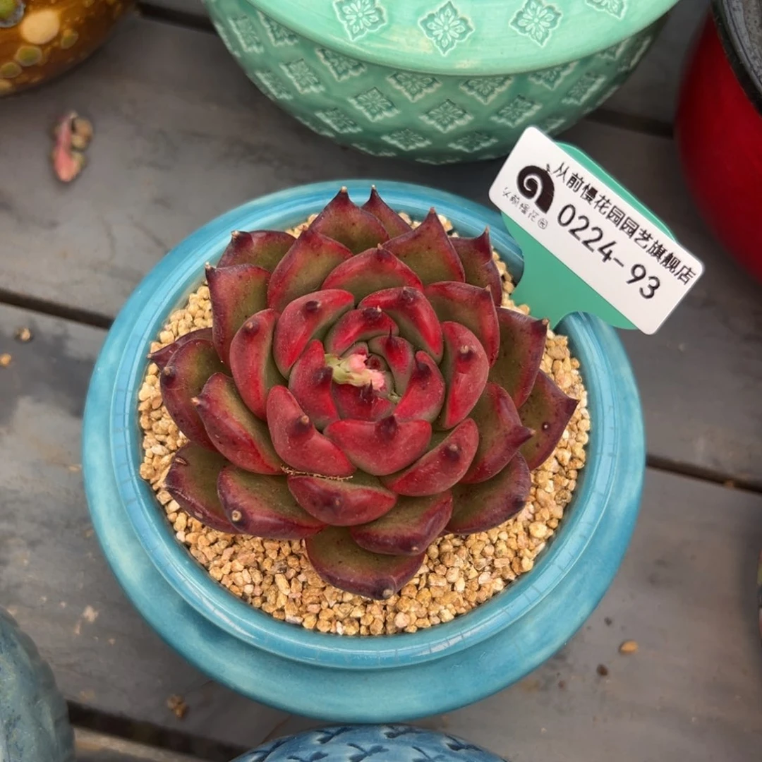 多肉一物一拍0222.93