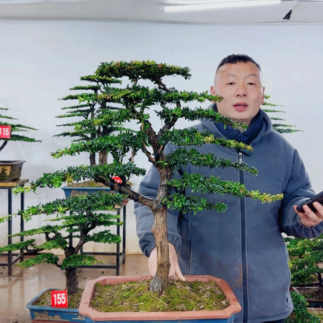 无花朵盆景园林……