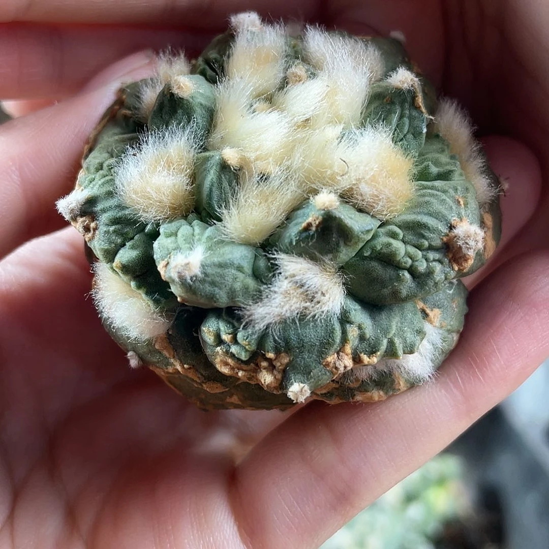 6.5cm自根战损好好怒涛