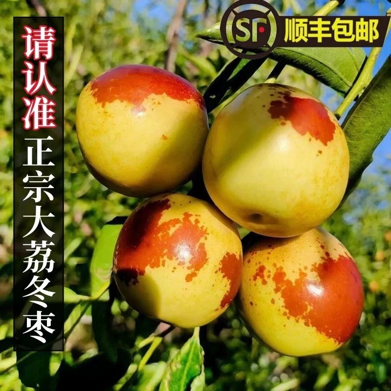 【多仓/顺丰次日达】陕西大荔冬枣带箱5斤装又脆又甜汁水丰富新鲜应季水果陕西省