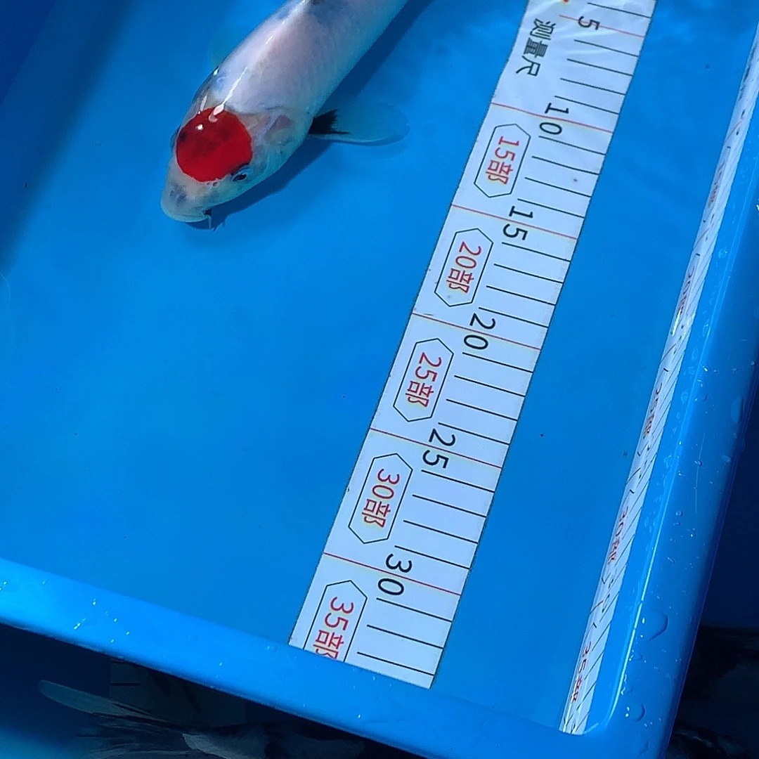 海水鱼丹顶昭和锦鲤自家产
