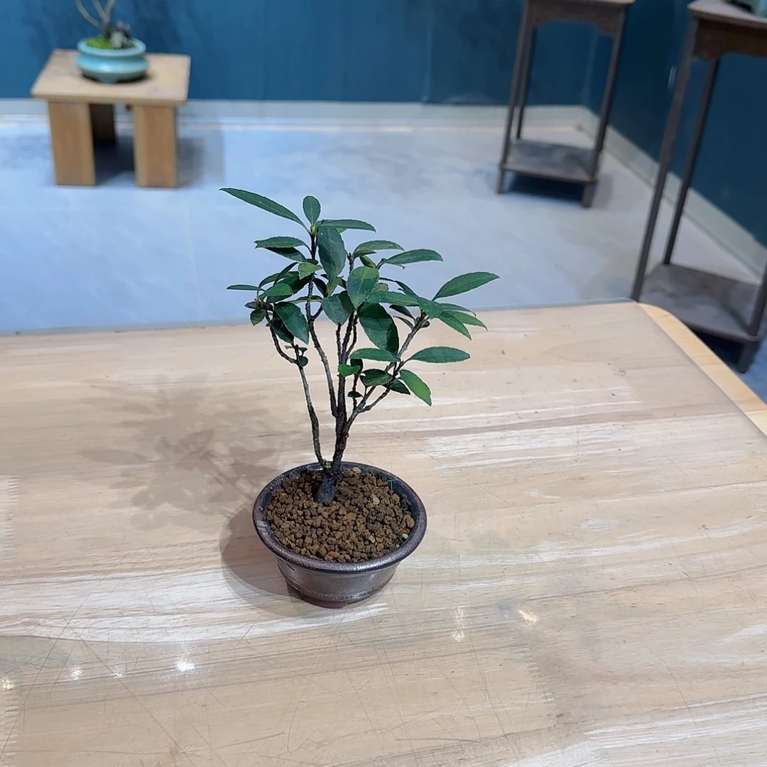 无花朵海岛春花熟桩