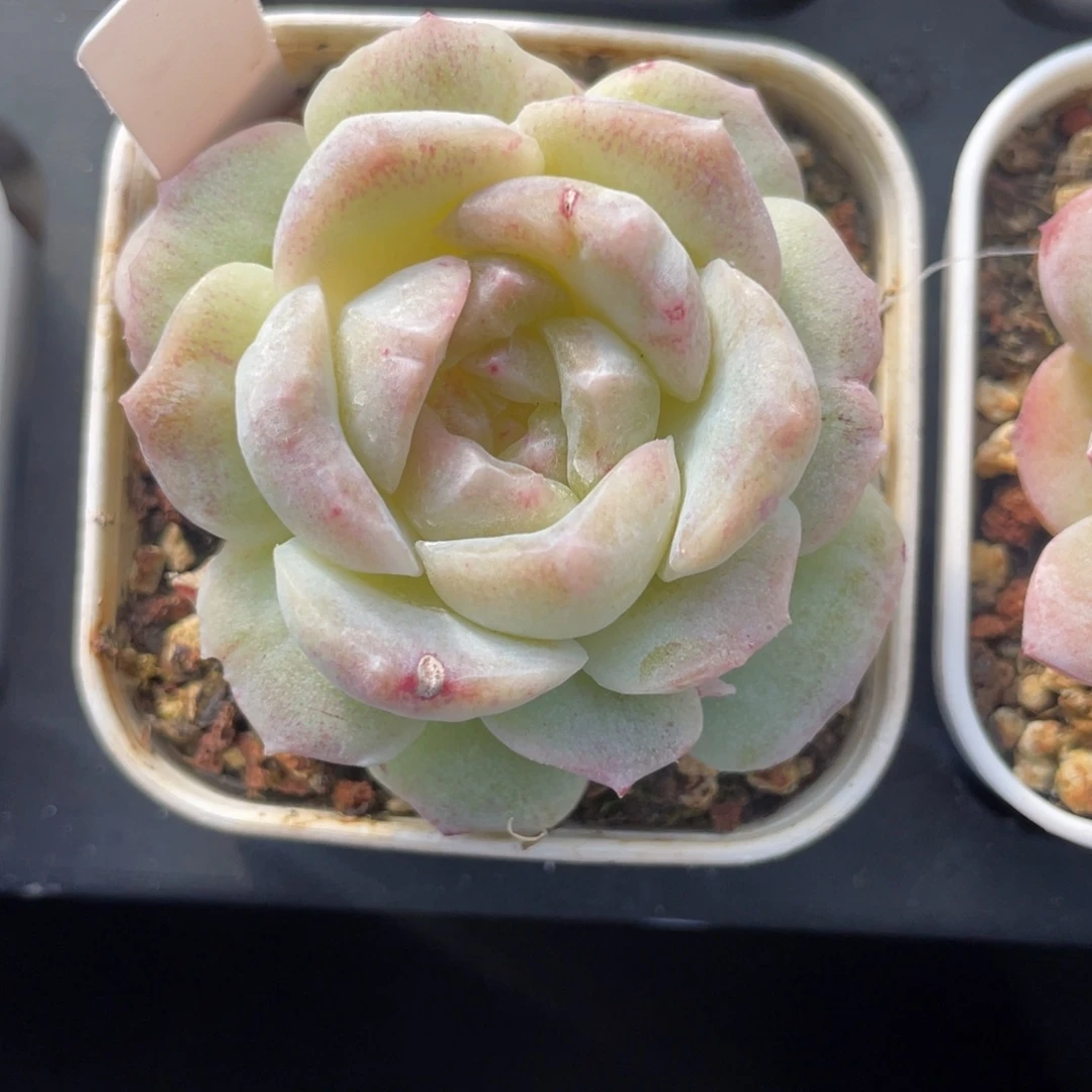 优选梦幻泡影石化143