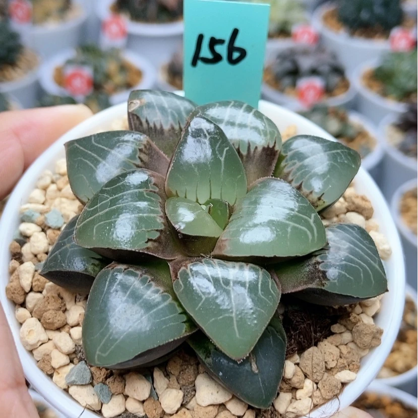 【闪购商品】156丸叶天池