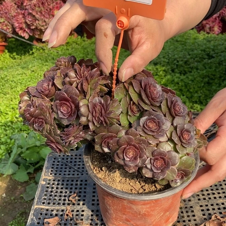 143万缀化老桩老桩伤