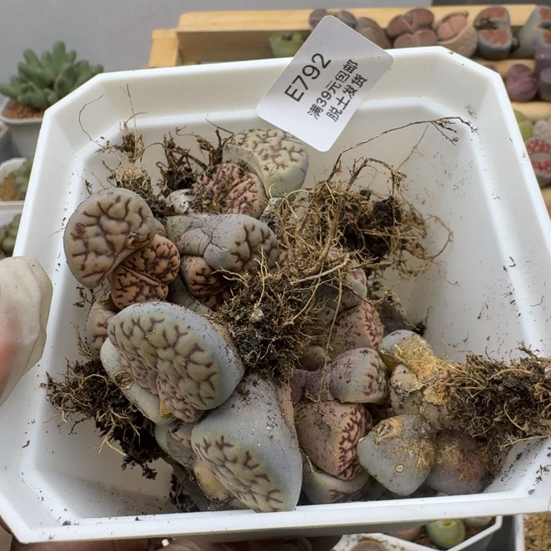 是****。792多肉哈哈哈哈哈哈哈