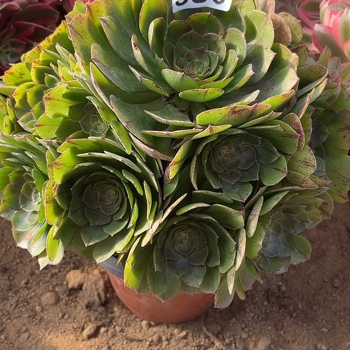 380万拉丝对肉植物