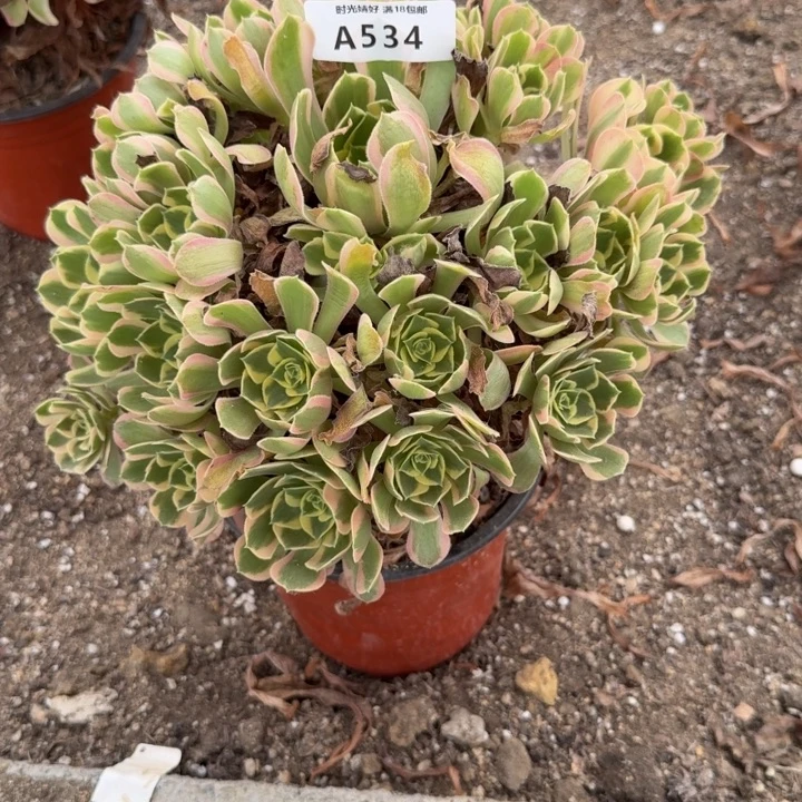 534妖月。多肉植物