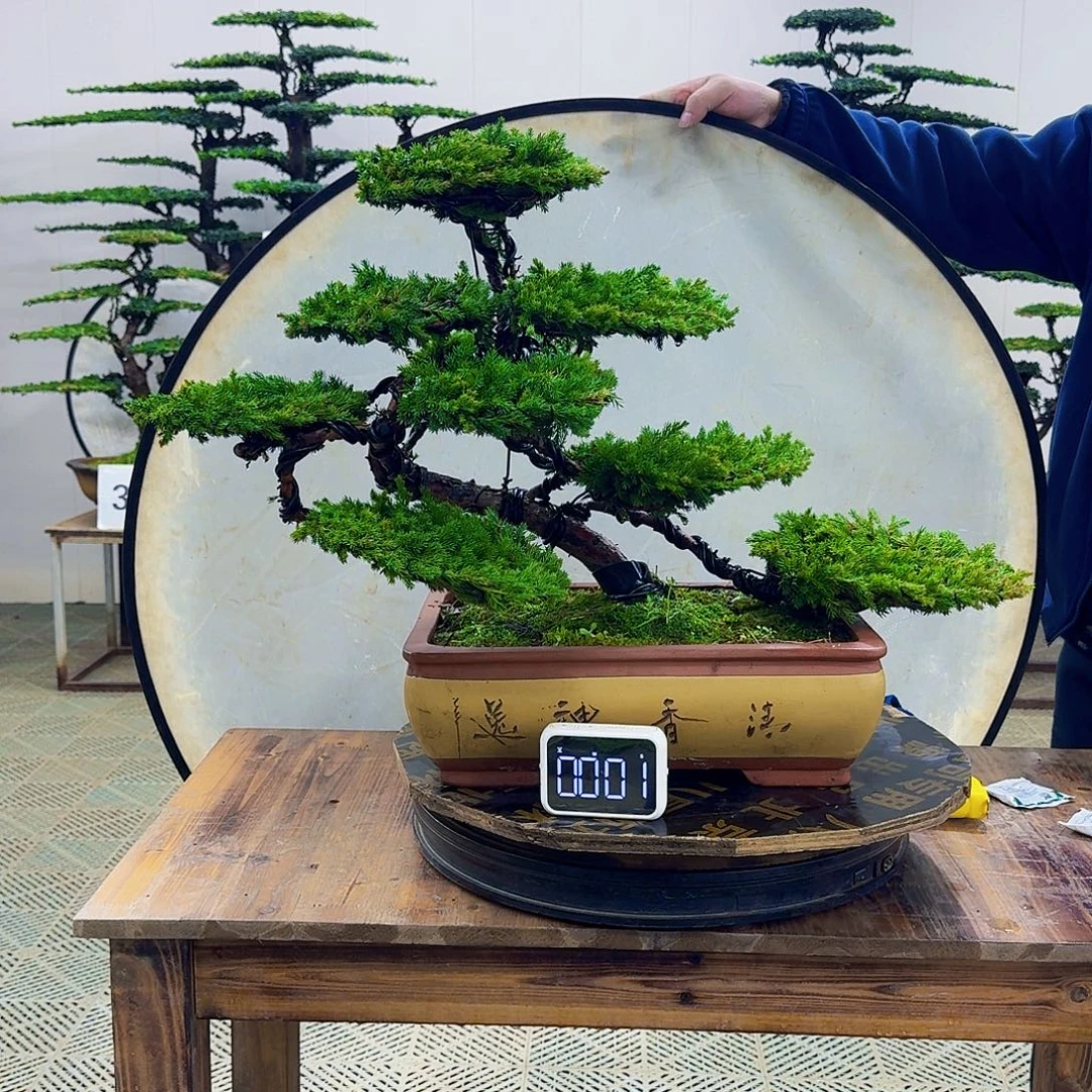 无花朵柏树造型盆景