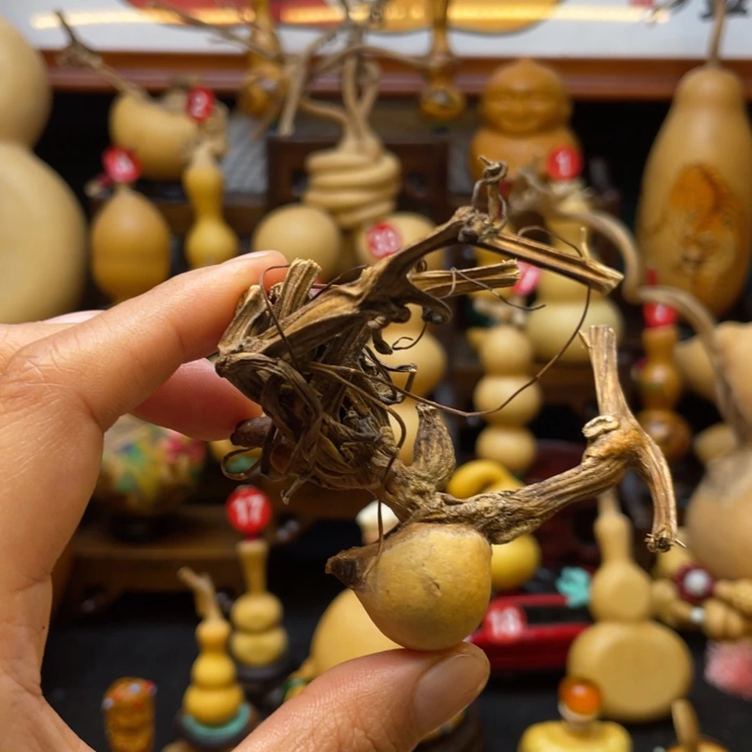 *️**葫芦笙等多种乐器演奏而成为流行音乐