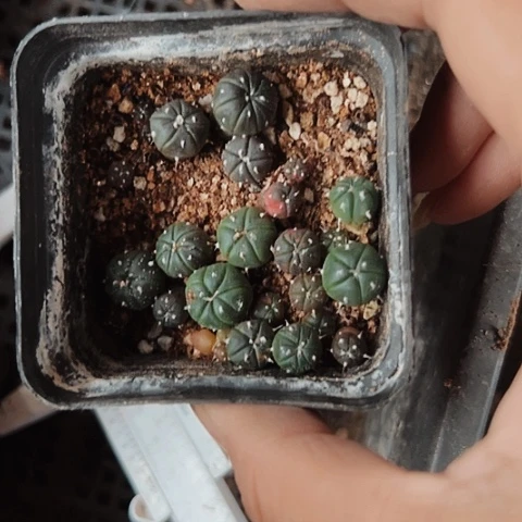 当前无花栽培后可以开花112一盆小苗