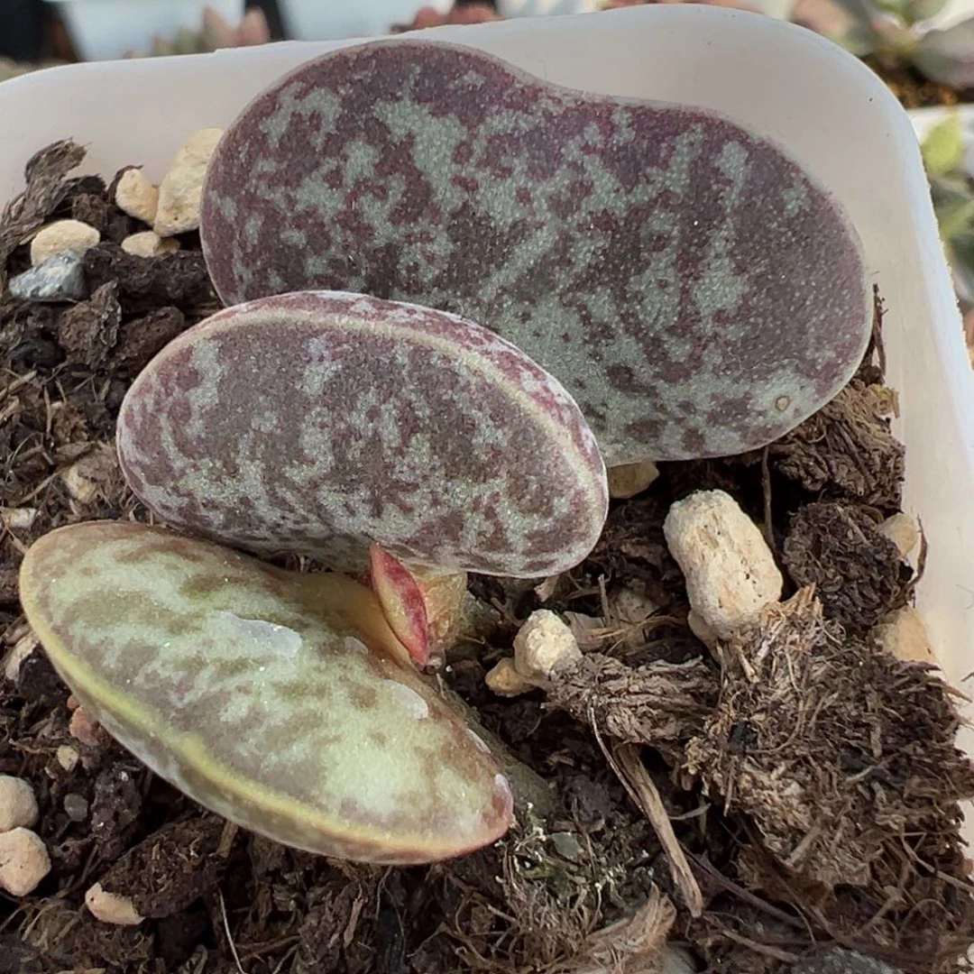 满斑花蛋多头纯木质桩多肉植物