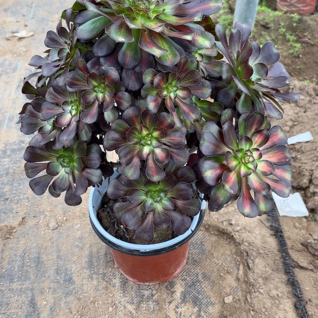 O. 610晚霞多肉122333