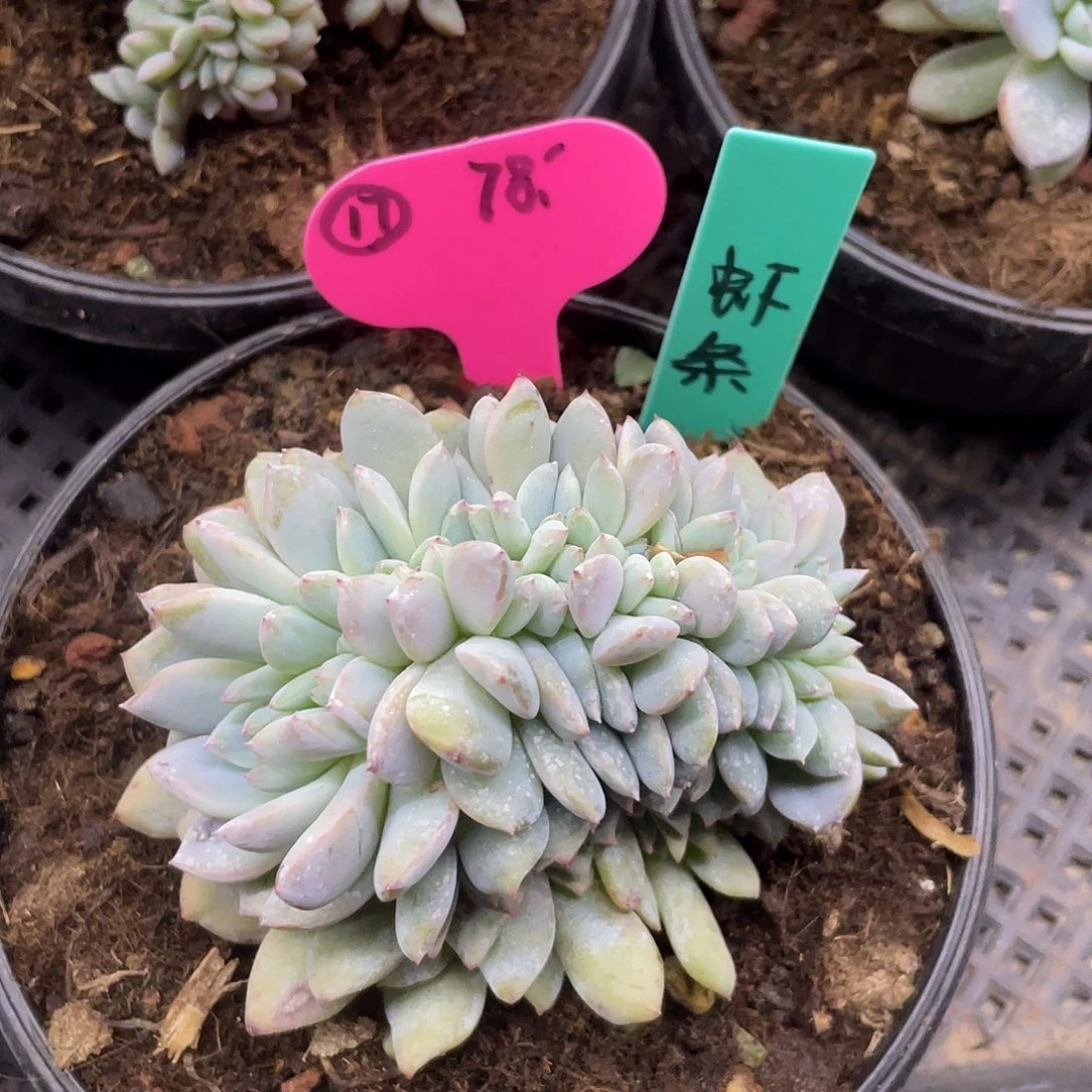 虾***薯多肉，默认底切，星影缀