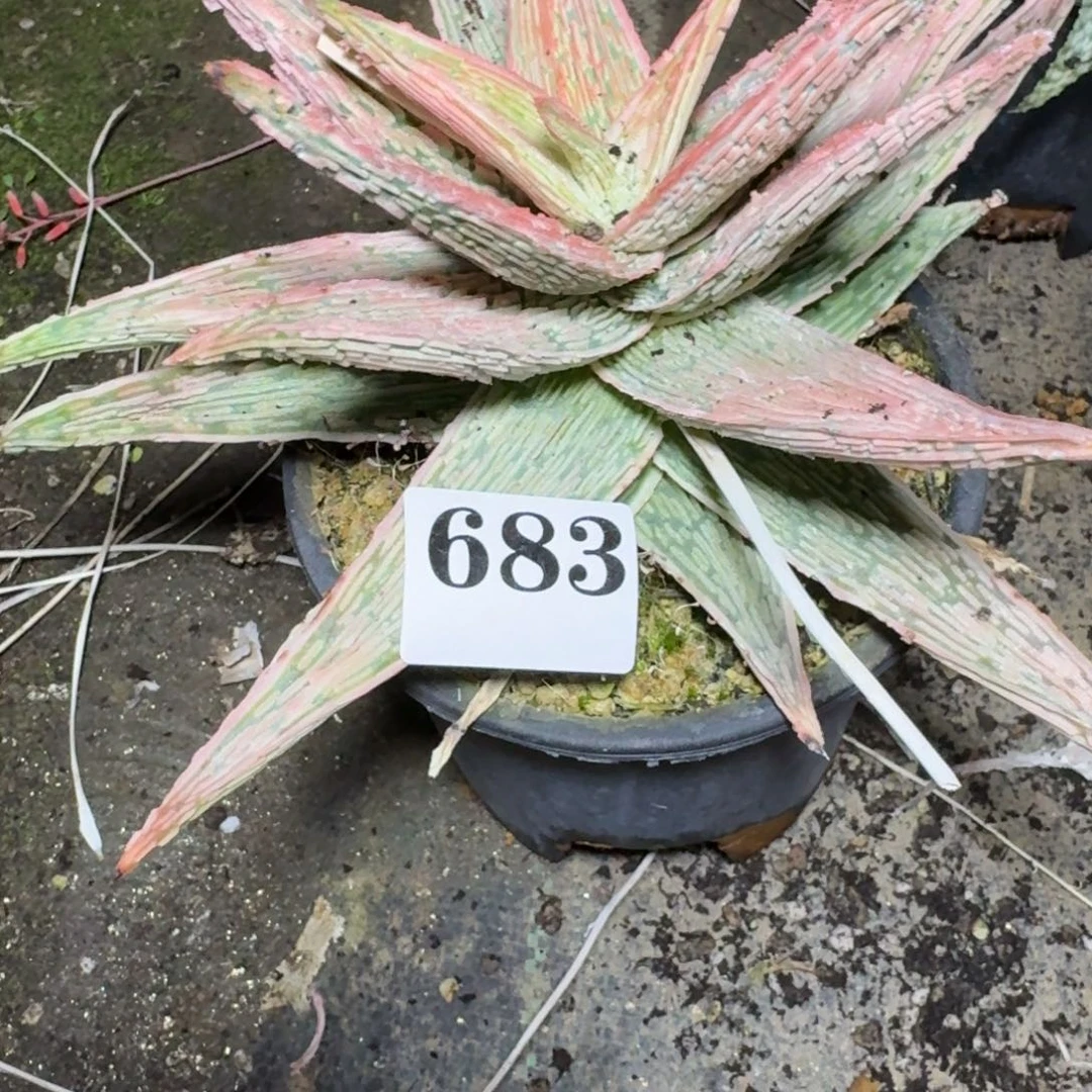 新月园艺芦荟多肉植物