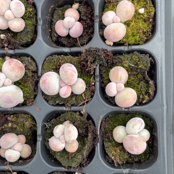 水光奶发2颗满18包邮