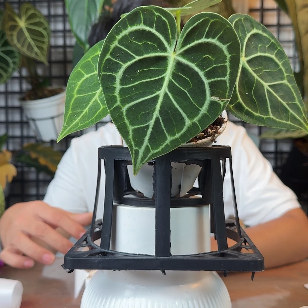 还***点无花朵一物一拍B153轻微叶损