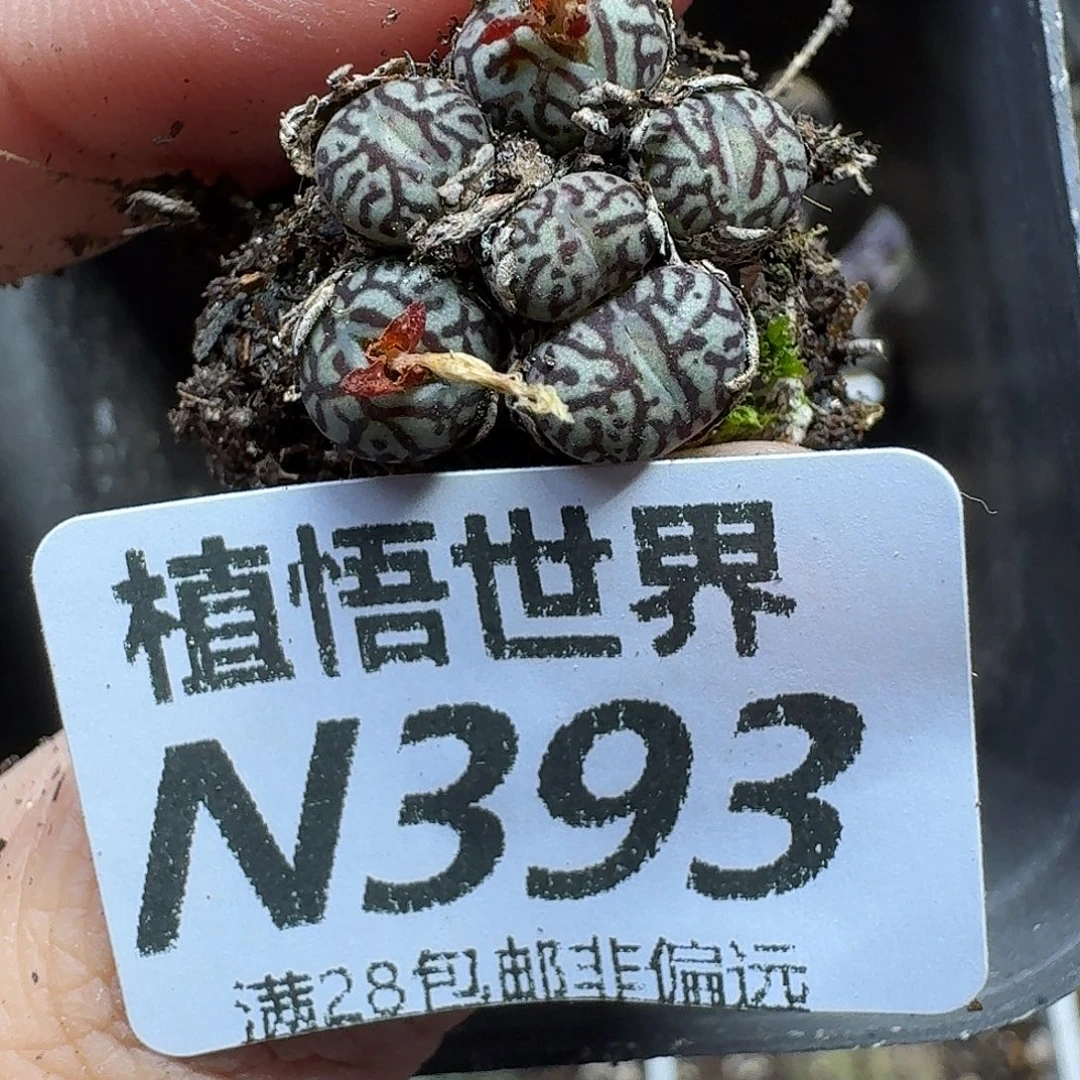 多肉植物的人生ghh