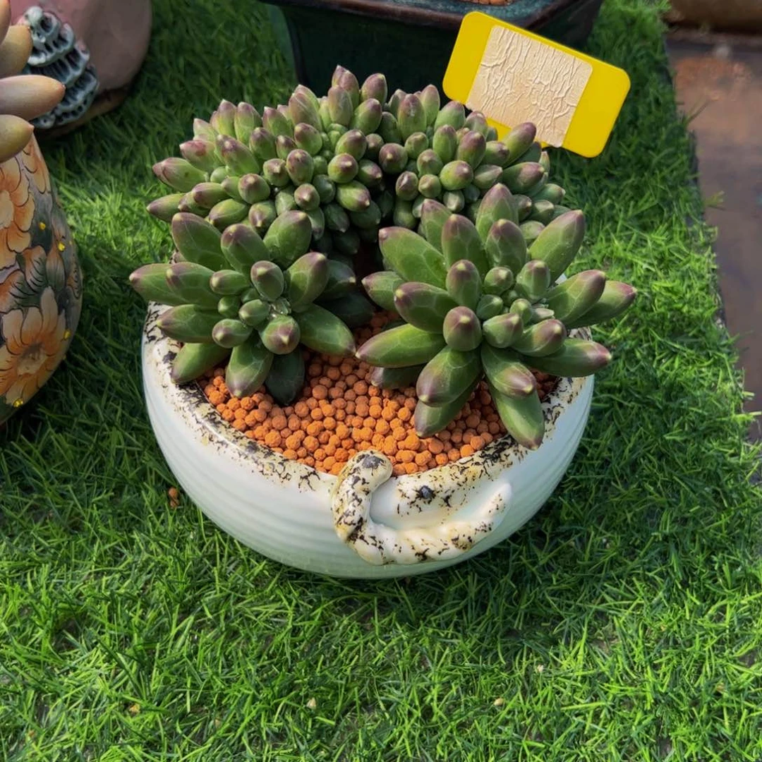 ?**?千代田缀多肉植物