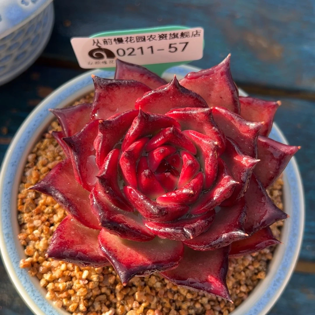 从前慢多肉精选编号0211.57