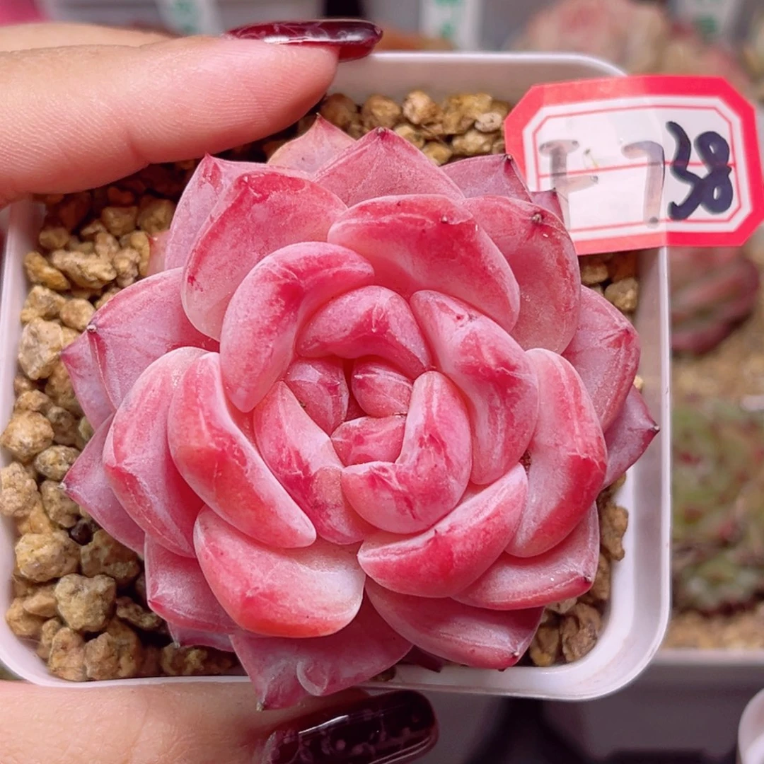 F738 一物一拍 母本珍妮