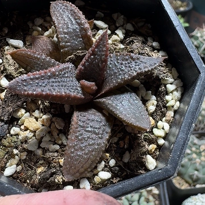 113黑王寿带盆发货