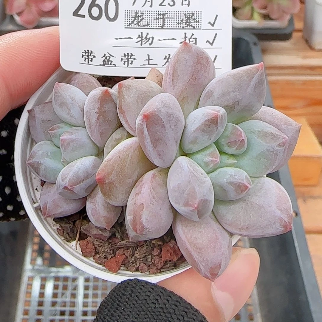 多肉0723-260龙纹麟