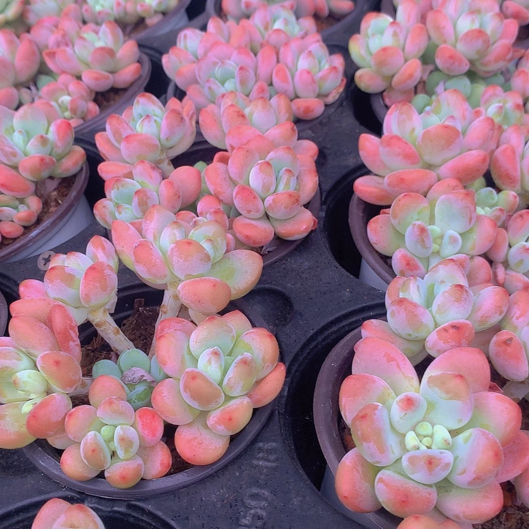 红洛神3457789990000000