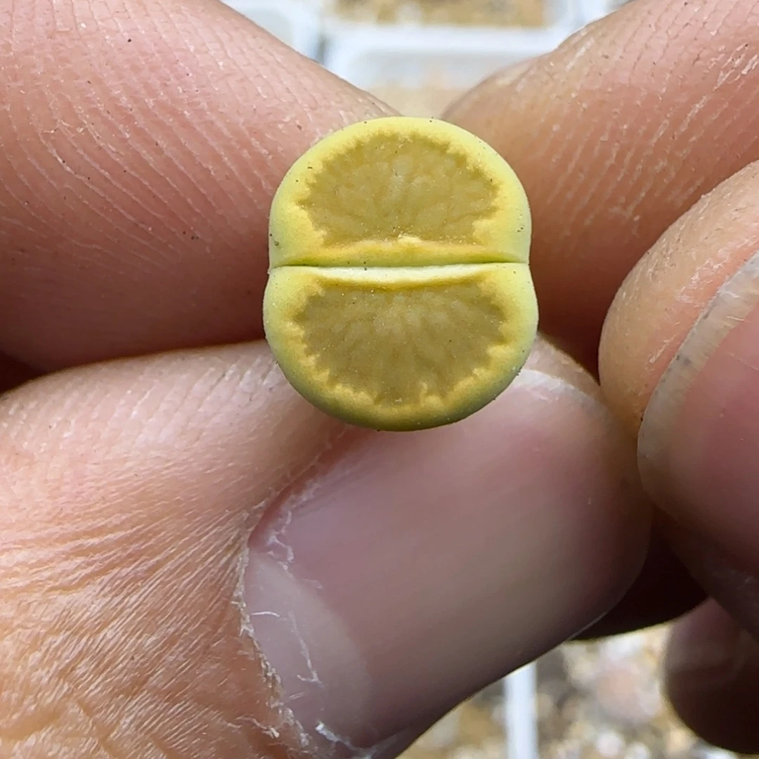 923 生石花大棚直播