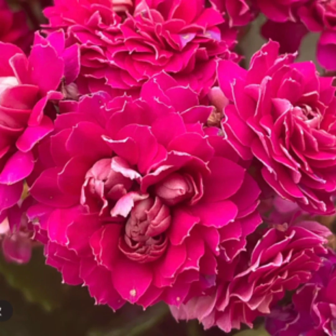 【丽莎】110盆长寿 稀有大花品种 基地直发