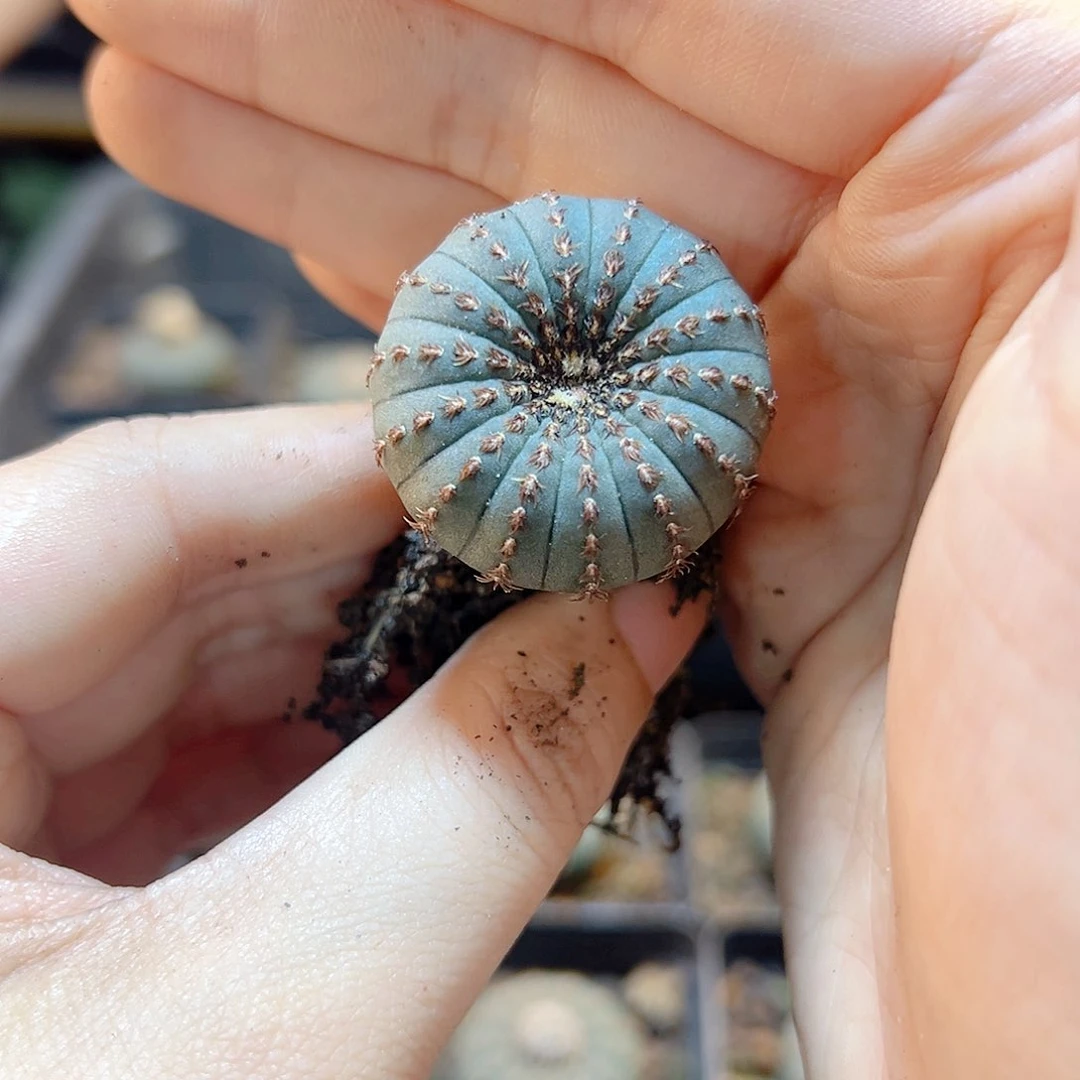 实生大型士童3公分1颗