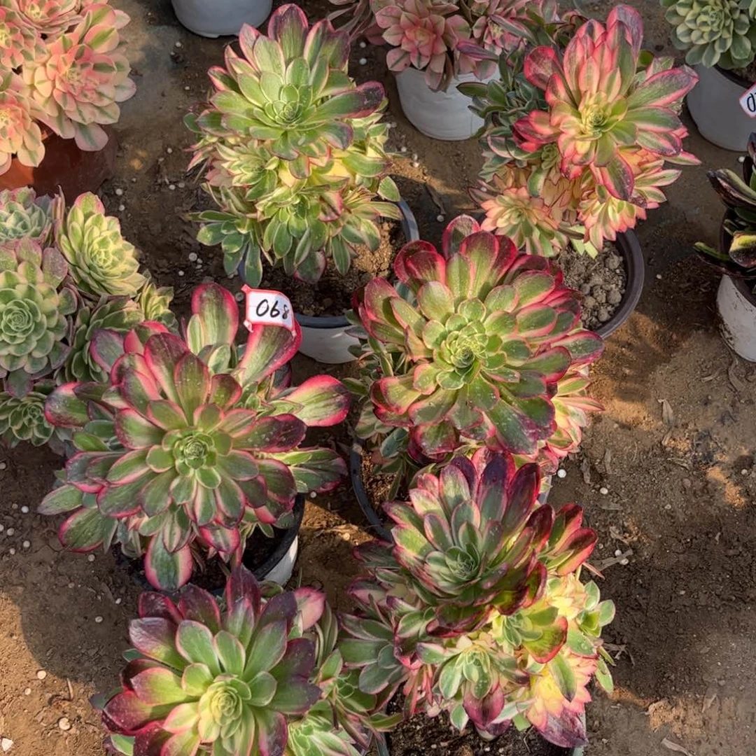 ?**儿068多肉植物黑魔锦6颗