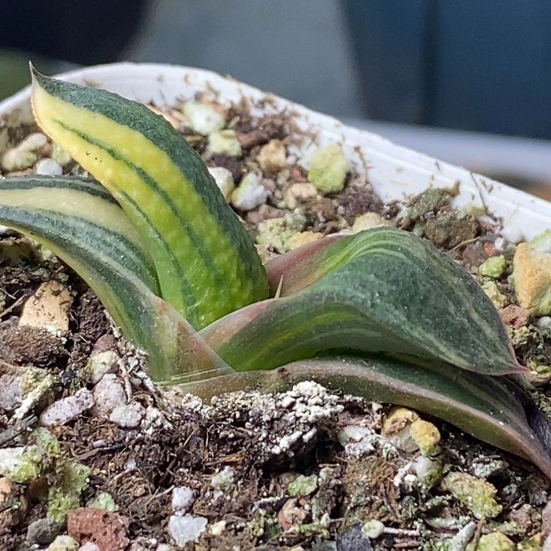 不带盆脱土裸根发货（实生）