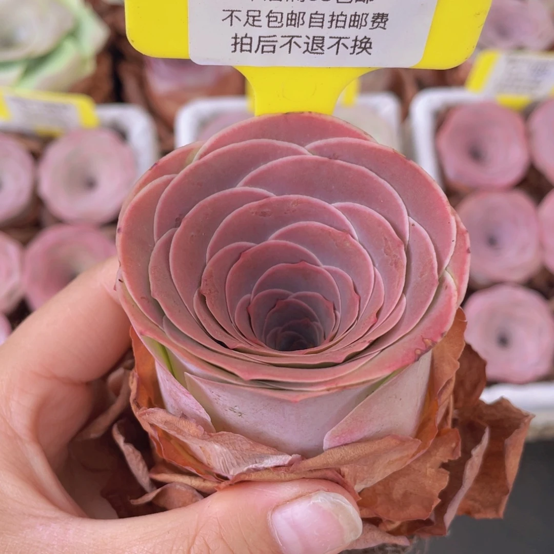 山地玫瑰C043满38包邮裸根发货