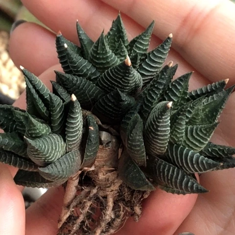 白马硬叶哈哈哈哈哈哈哈哈