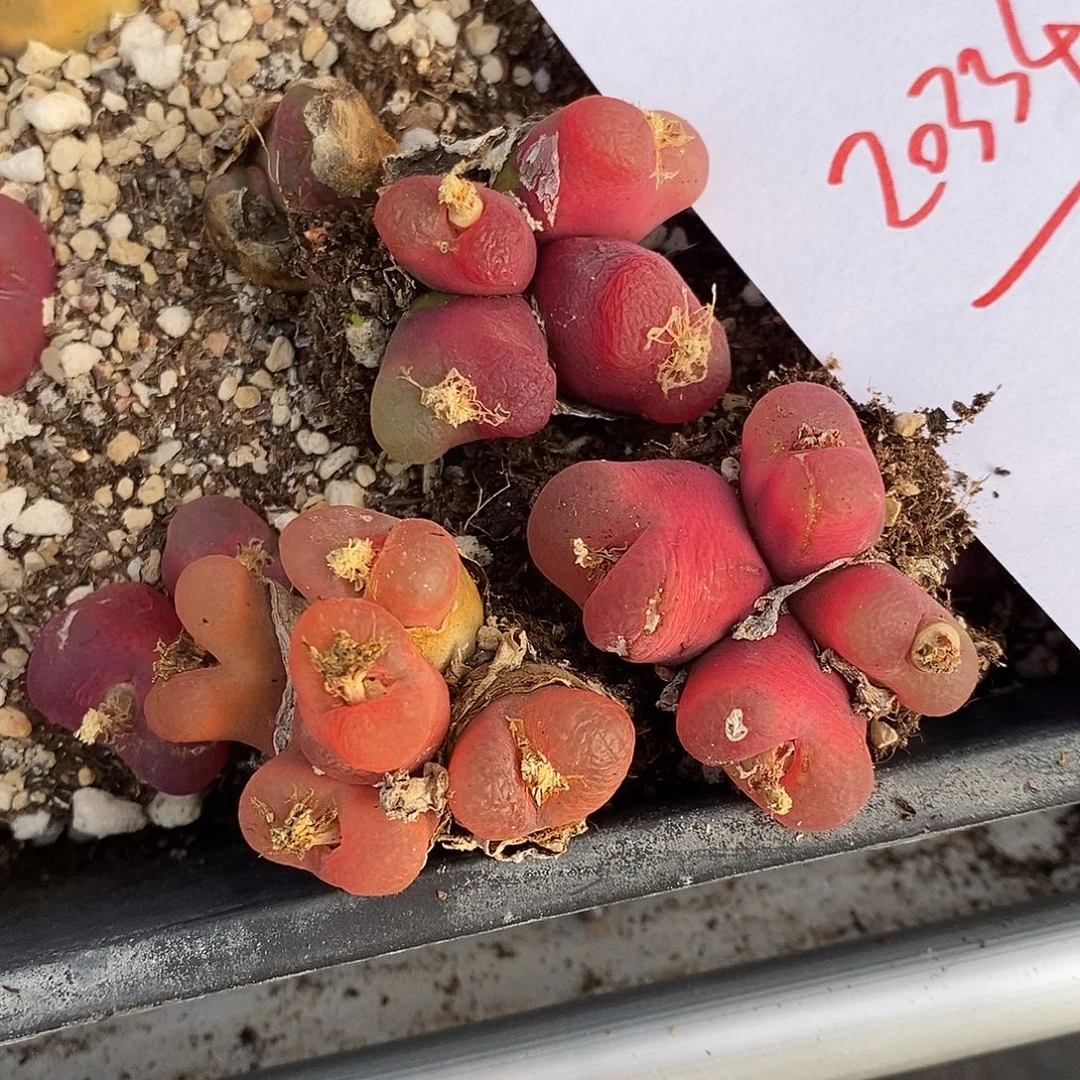 20334。  一组多头有瑕渍。