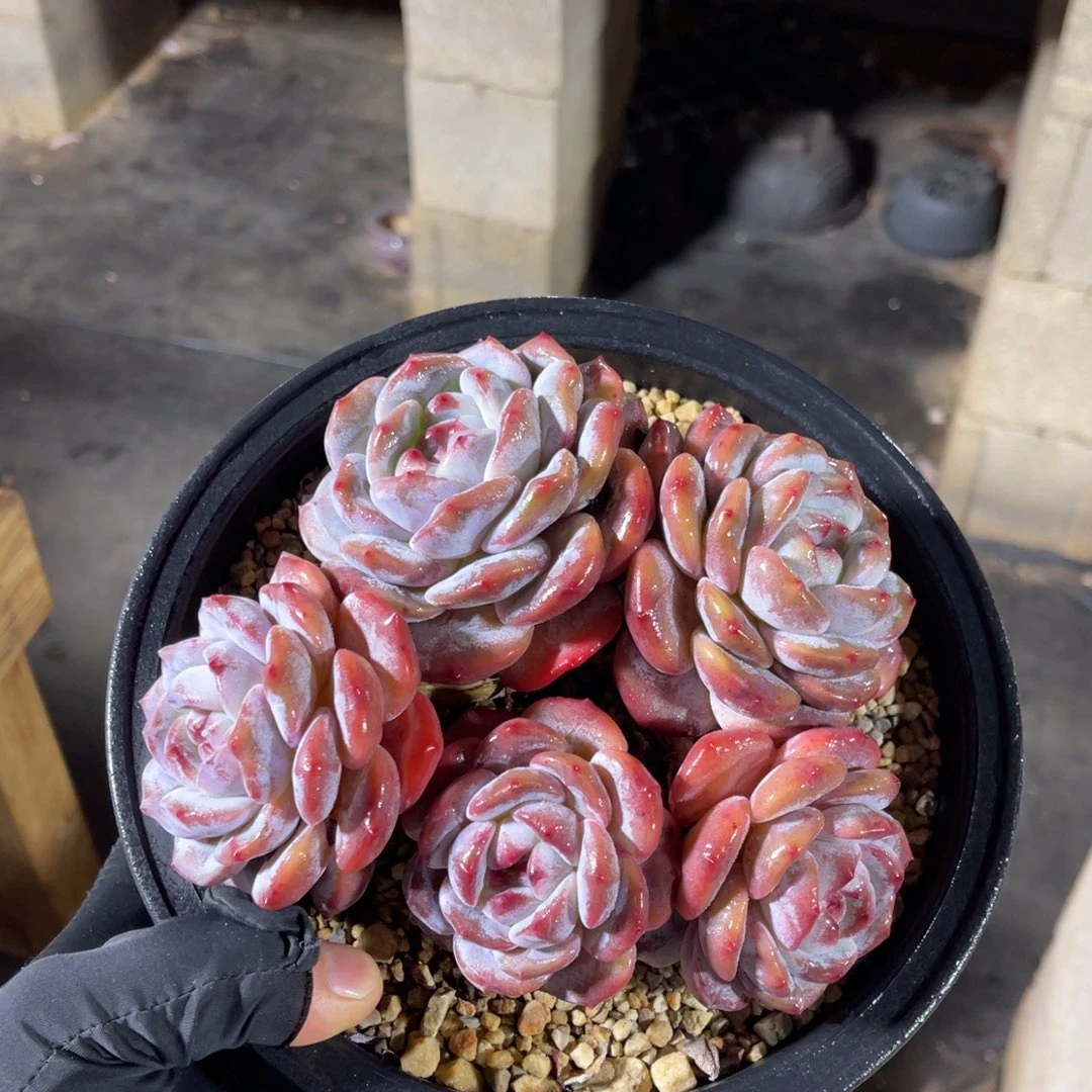 一物一拍不支持退换