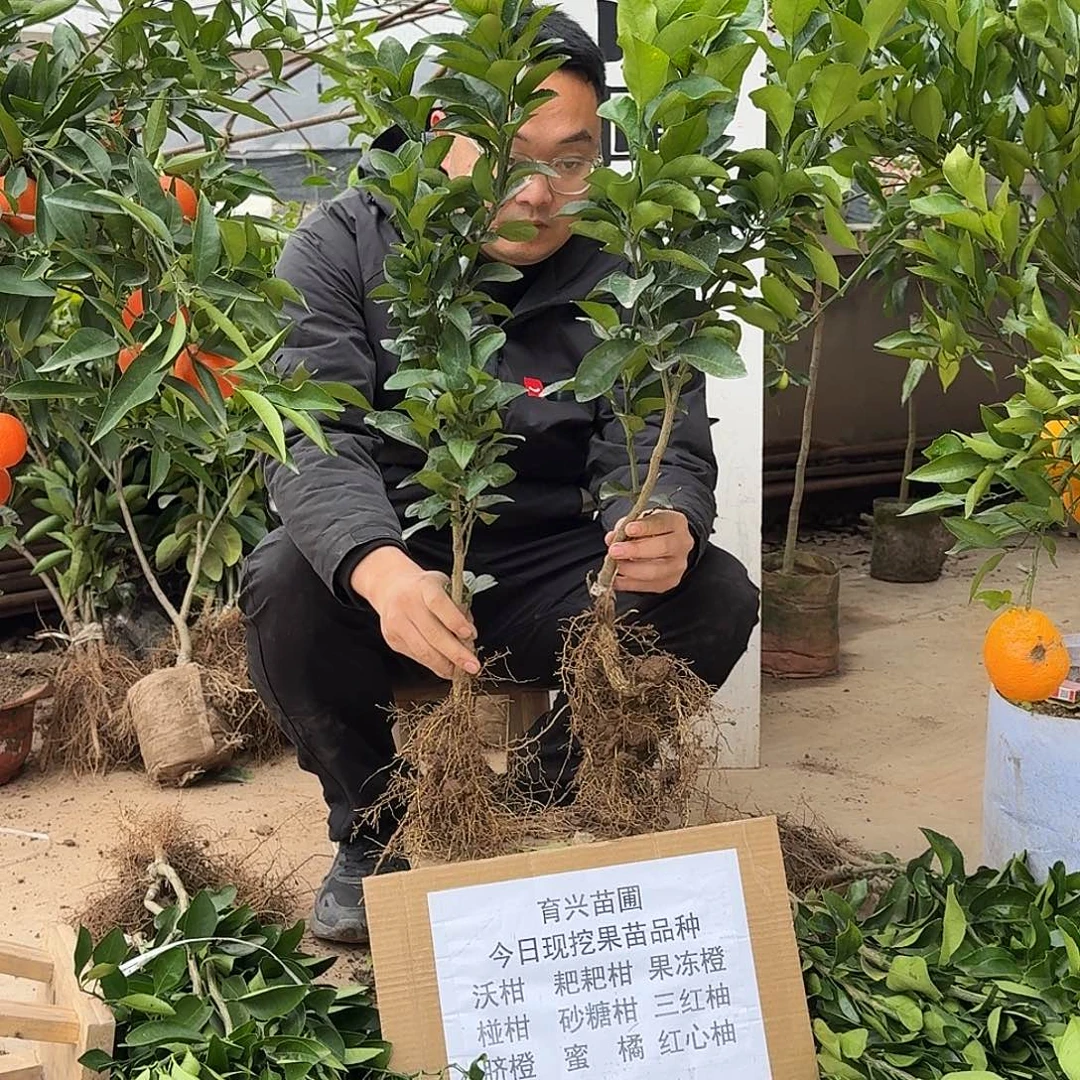 完全开放砂糖橘果树苗组合