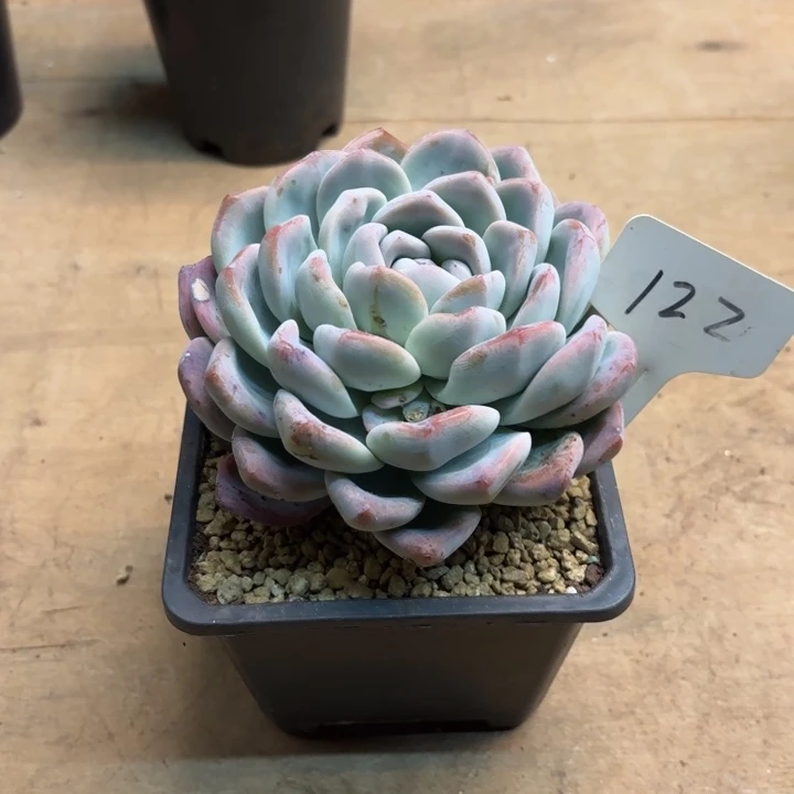 多肉植物，冰玉122号