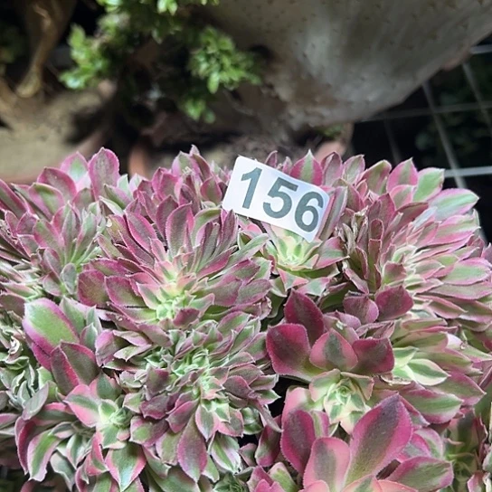 简***多肉植物一个女巫156