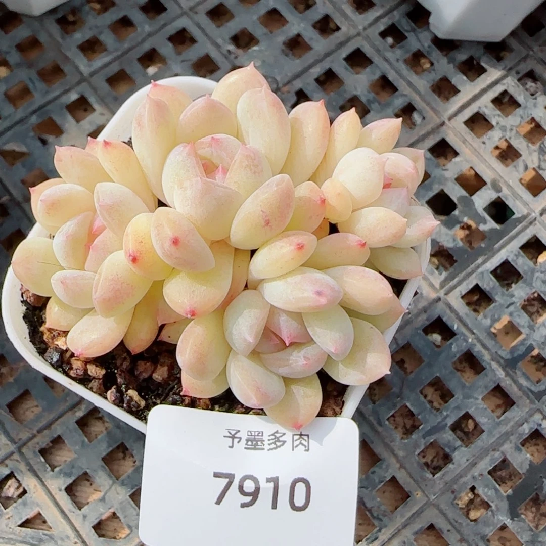 璇玑珍妮群，7910多肉植物