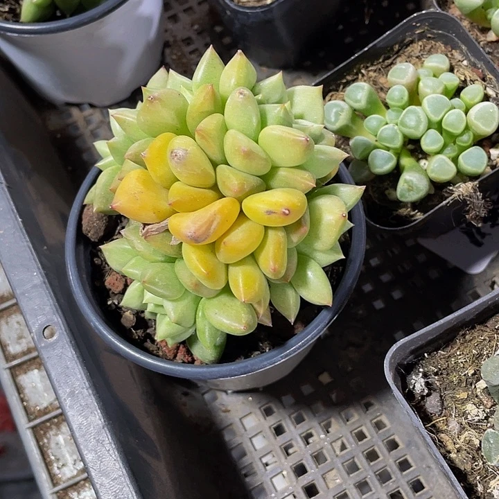 90盆黄金象牙群带盆